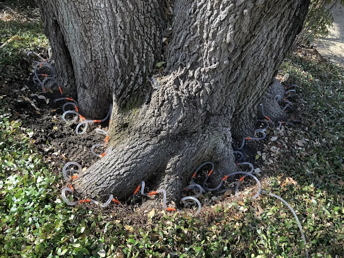 Detailed Shrub and Hedge Trimming job site in Hot Springs Village
