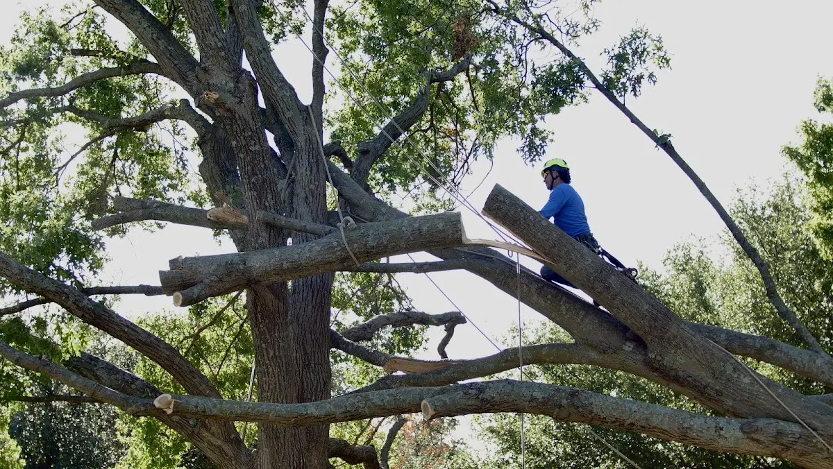 Professional Crown Thinning performed by certified arborists in Hot Springs Village