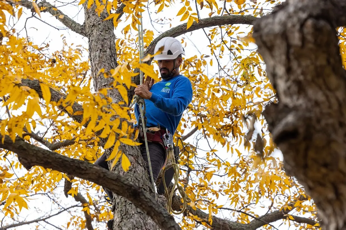 Skilled Tree Pruning crew working in Hot Springs Village